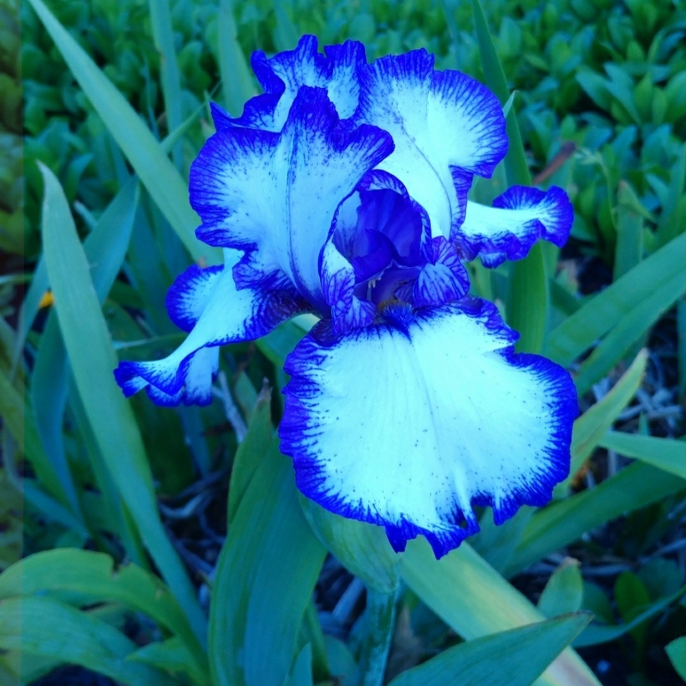 Meet your Posher, Karol